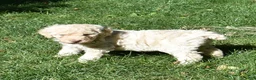 Standard Poodle dogs for sale: Standard Poodle 13 Cream - Ad 3
