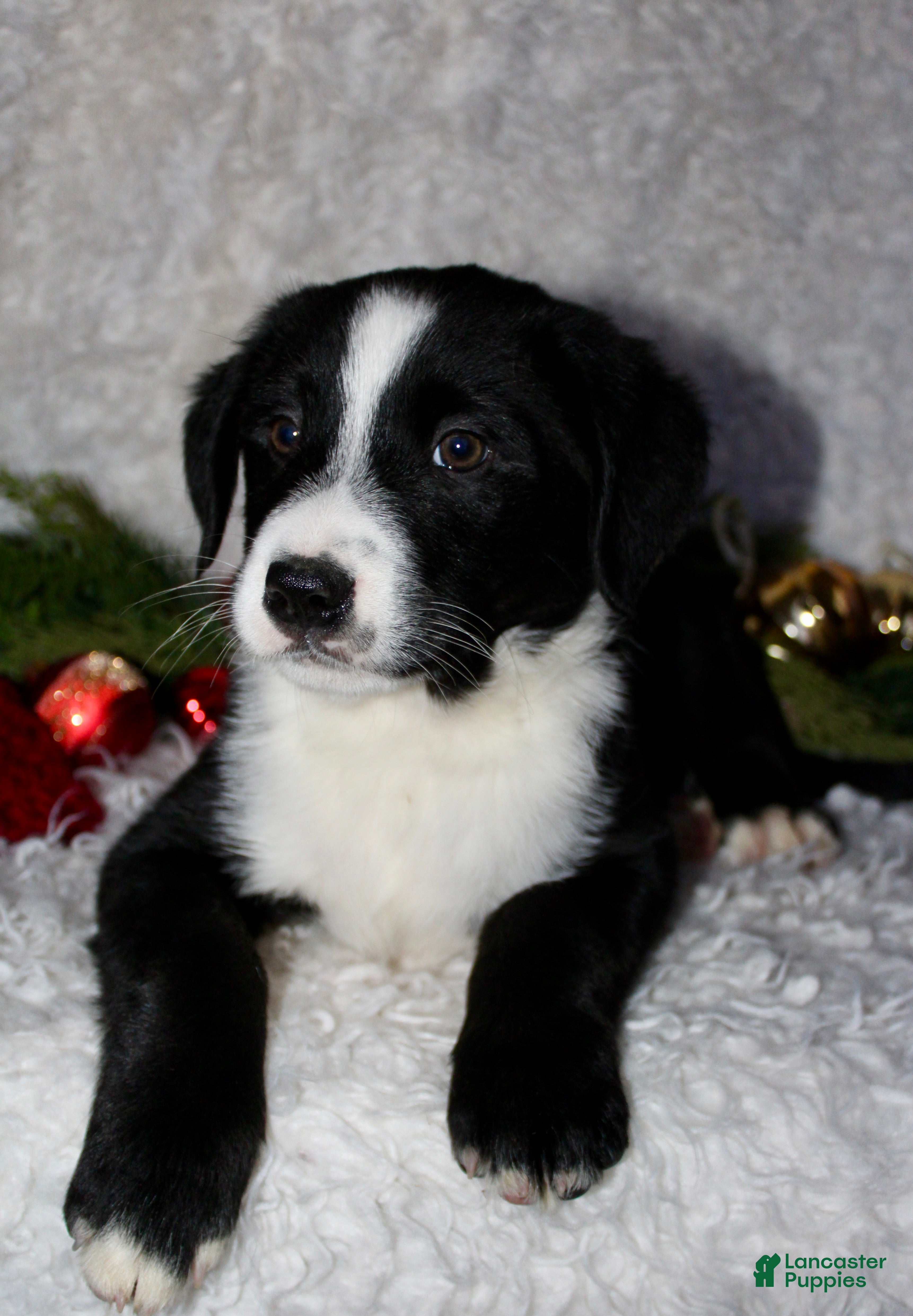 Bernedoodle dogs Milo - Ad 39