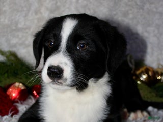 Bernedoodle dogs Milo - Ad 14