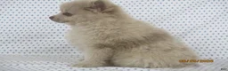 Pomeranian dogs for sale: Jinx - Ad 4
