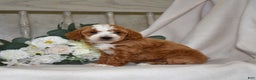 Miniature Poodle dogs for sale: Jewel - Ad 3