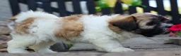 Teddy Bear dogs for sale: Blossom 💕 - Ad 10