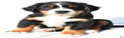 Bernese Mountain Dog dogs for sale: Parker - Ad 5