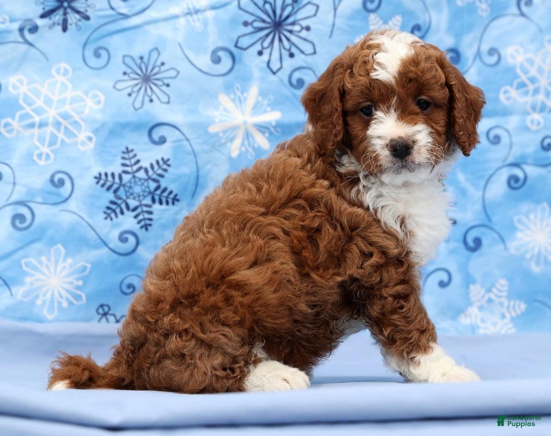 Cavapoo dogs for sale: Arney - Ad 2