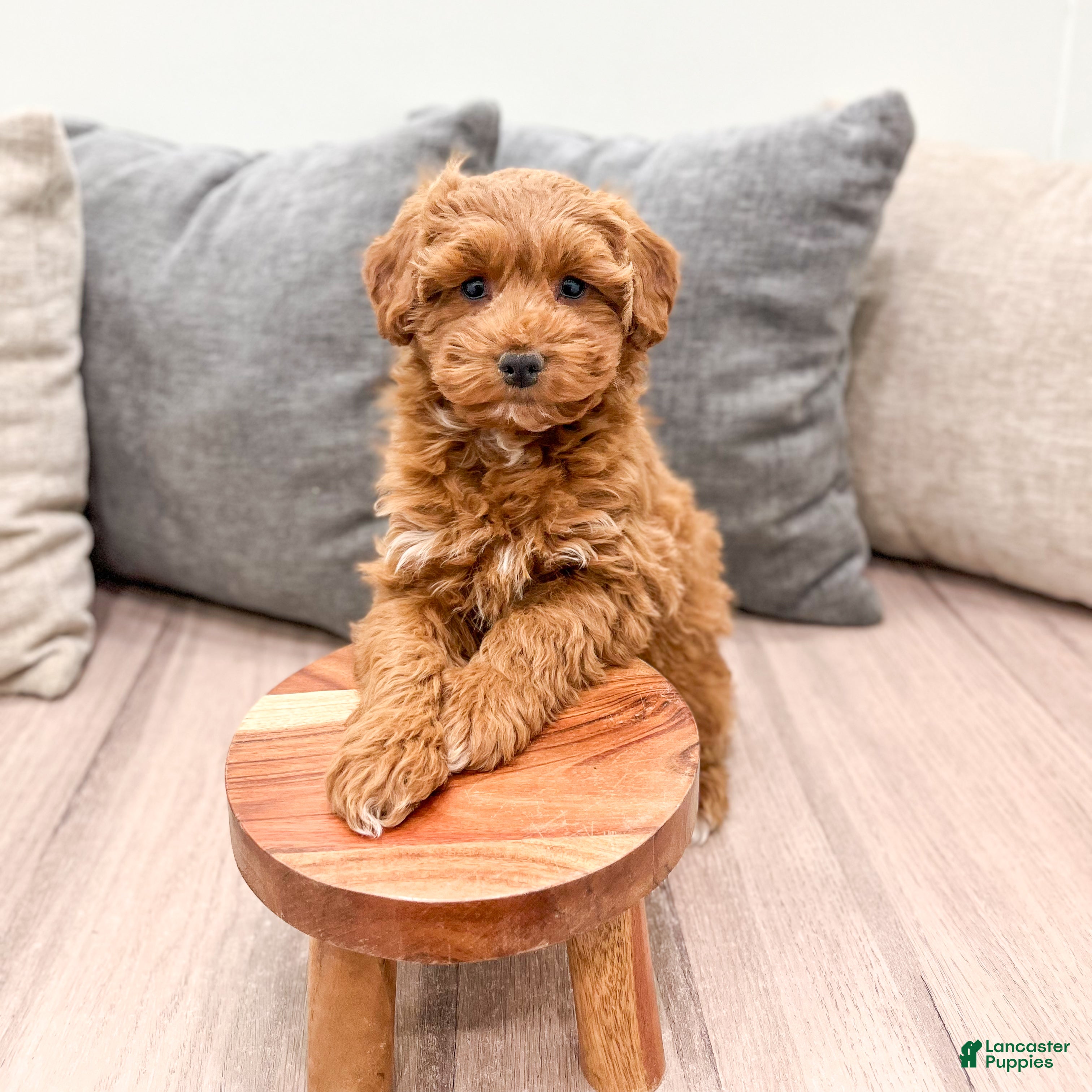 Goldendoodle dogs Alexis - Ad 2
