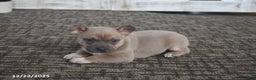 Mixed Breed dogs for sale: Isabelle - Ad 2