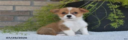 Welsh Corgi Pembroke dogs for sale: Trina - Ad 3