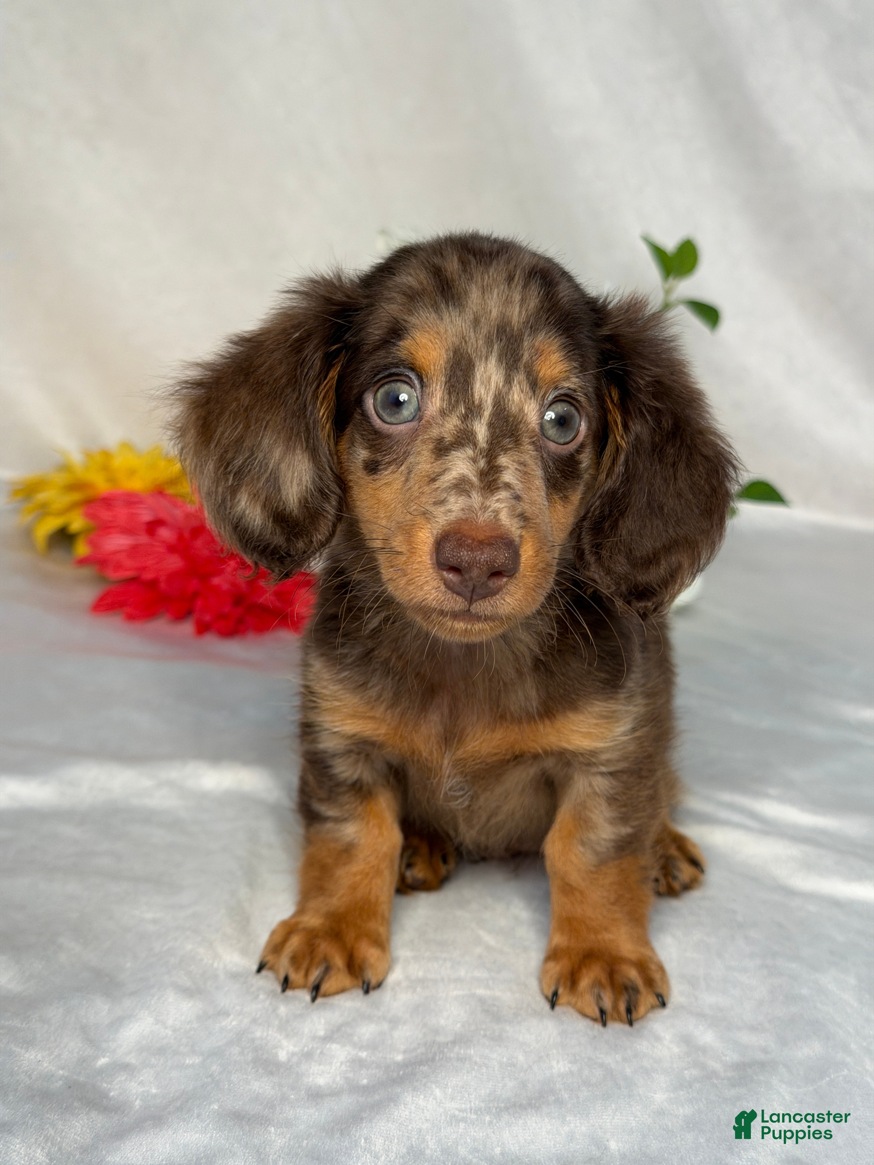Miniature Dachshund dogs Axel - Ad 1
