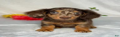 Axel