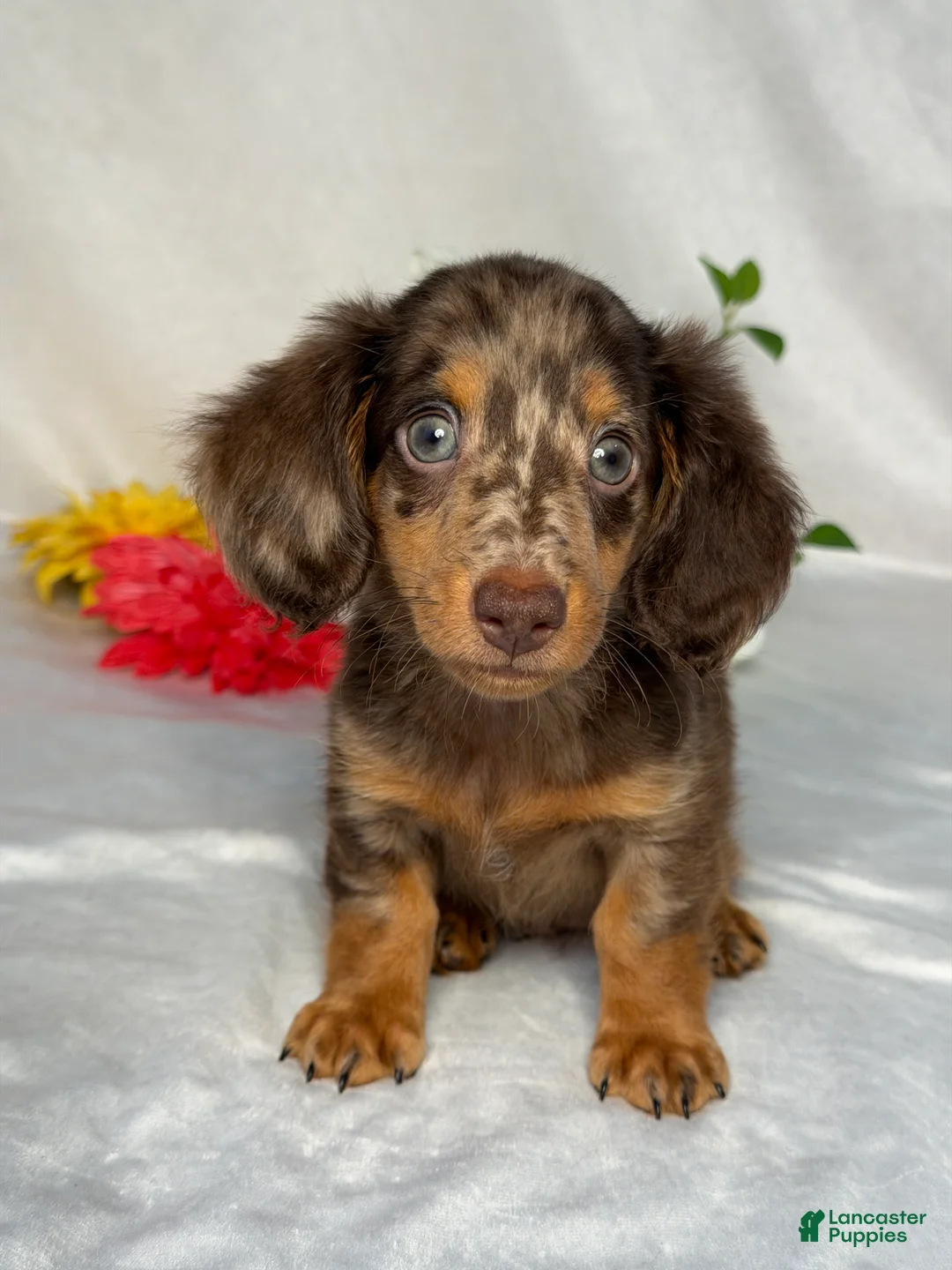 Miniature Dachshund dogs for sale: Axel - Ad 1
