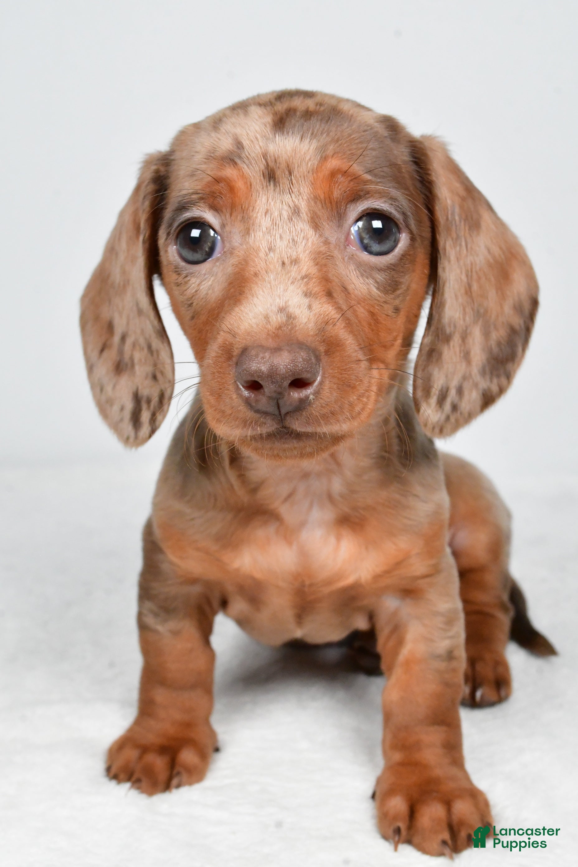 Miniature Dachshund dogs Maddie - Ad 2