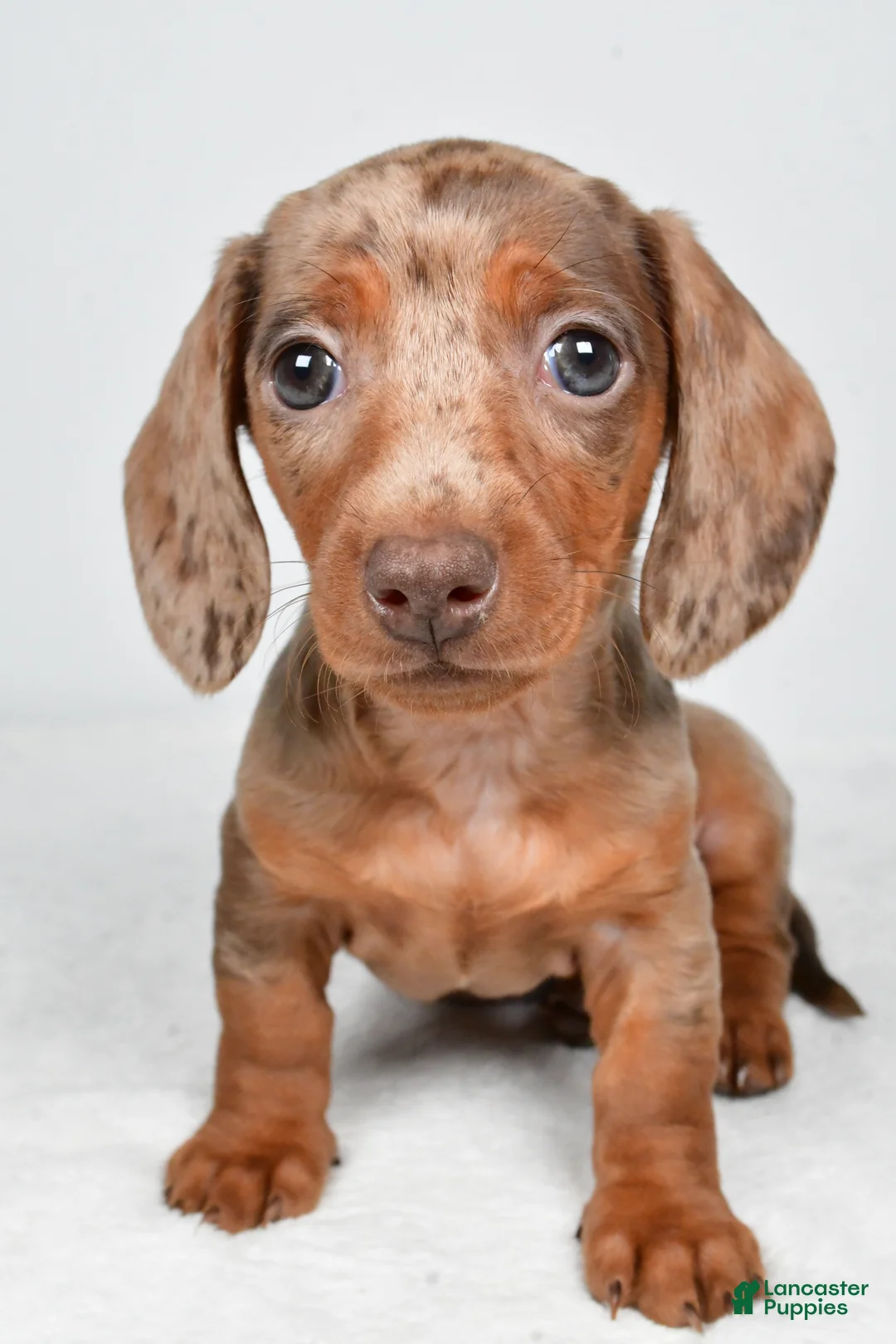 Miniature Dachshund dogs for sale: Maddie - Ad 2