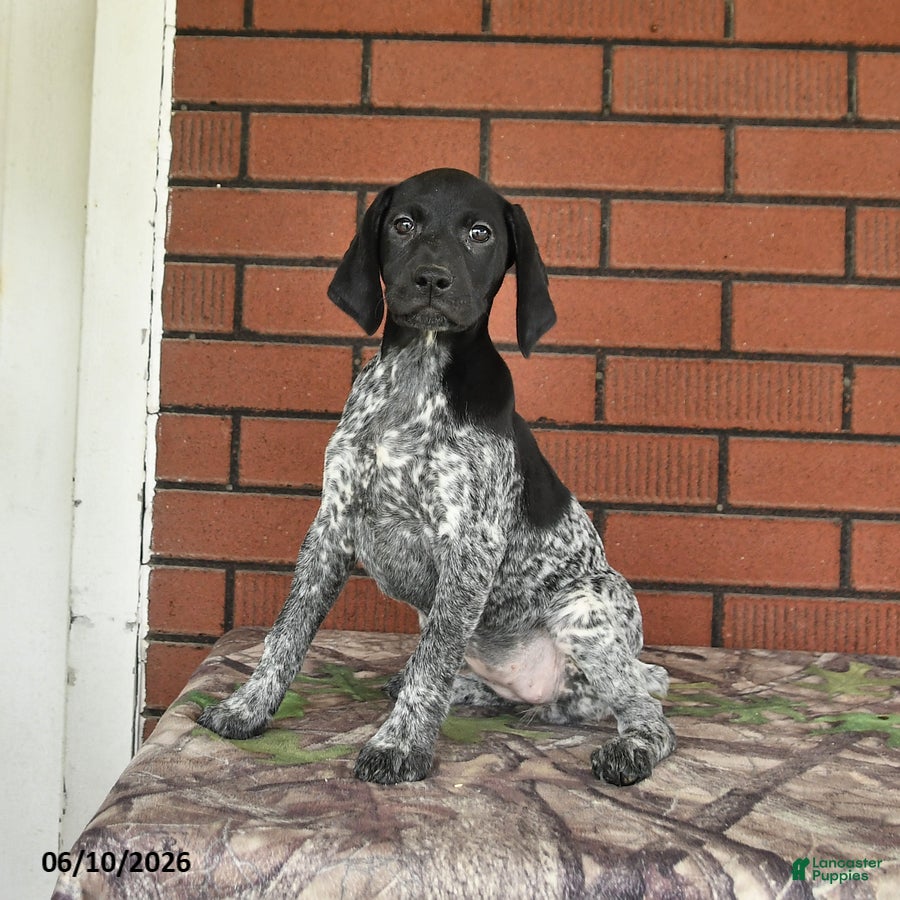 German Shorthaired Pointer dogs Royal - Ad 1