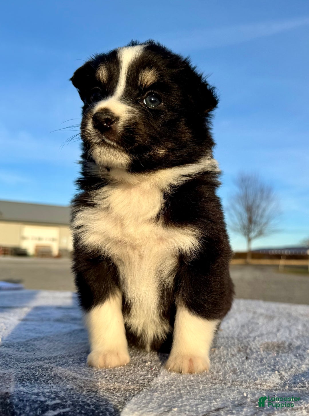 Miniature Australian Shepherd dogs for sale: Willow  - Ad 3
