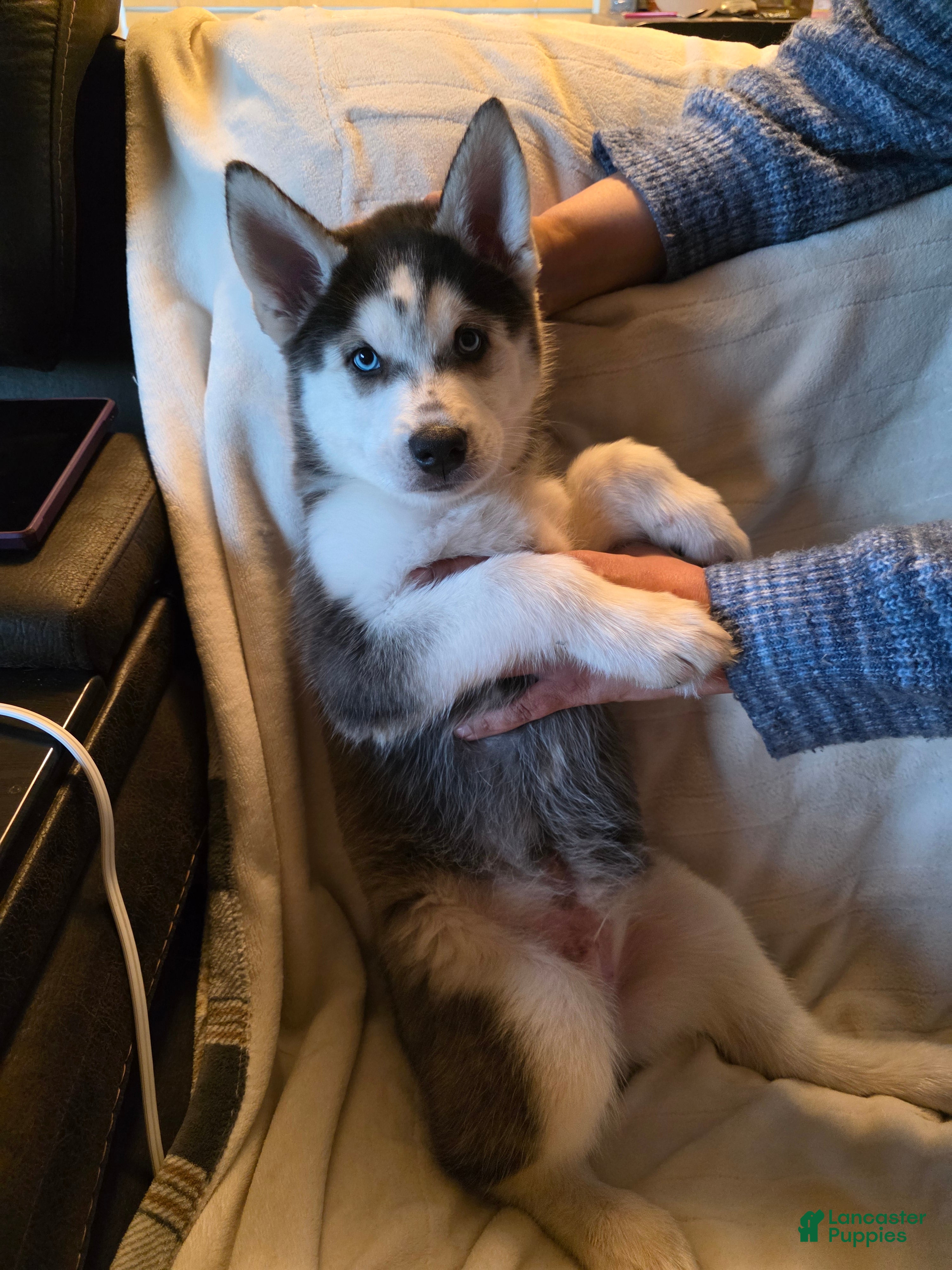 Siberian Husky dogs for sale: BJ (Brutus Junior) - Ad 3