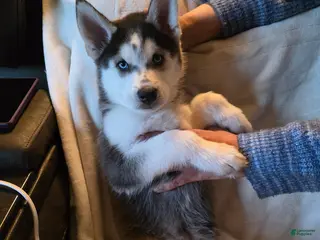Siberian Husky dogs for sale: BJ (Brutus Junior) - Ad 3