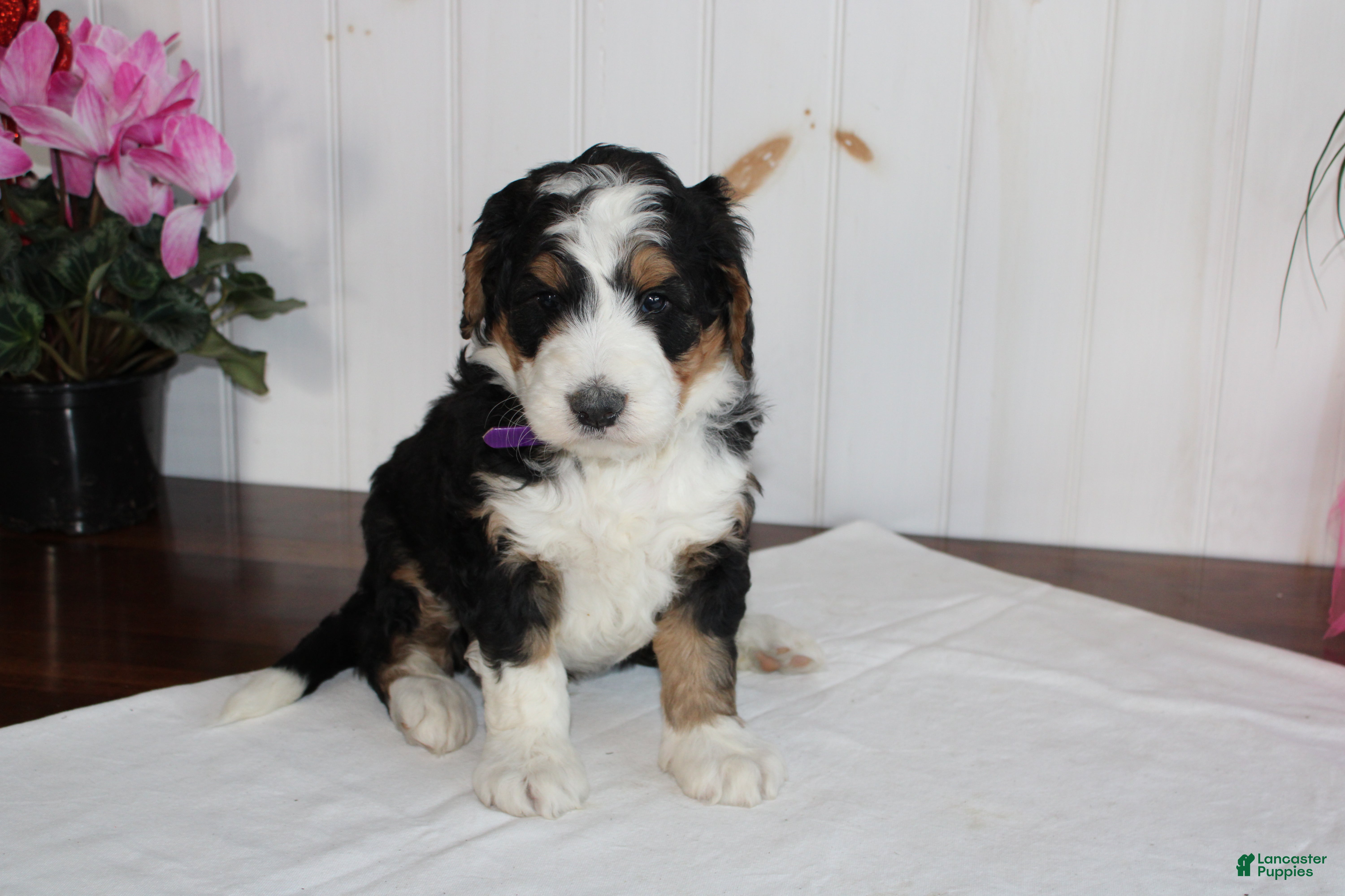 Bernedoodle dogs Love Dove - Ad 23