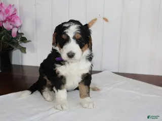 Bernedoodle dogs Love Dove - Ad 23