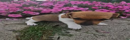 Jack Russell Terrier dogs for sale: Pearl - Ad 3