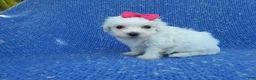 Maltipoo dogs for sale: Katie  - Ad 1