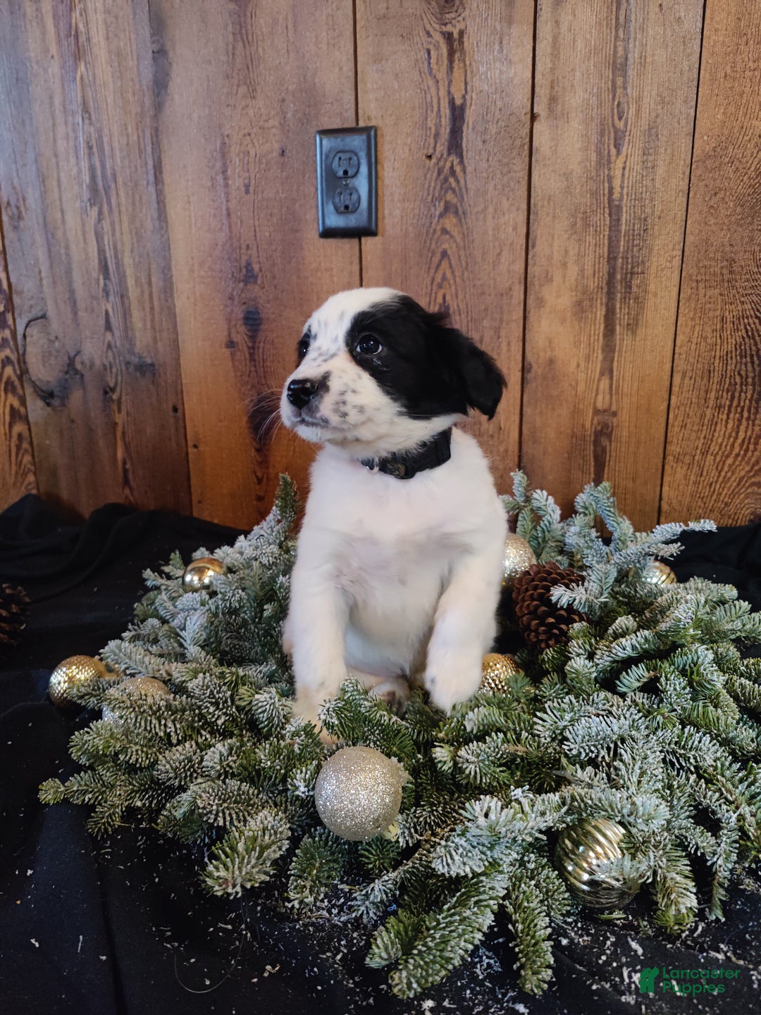 Mixed Breed dogs for sale: Florence  - Ad 2