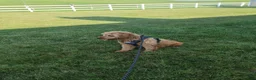 Mini Goldendoodle dogs for sale: Kara - Ad 8