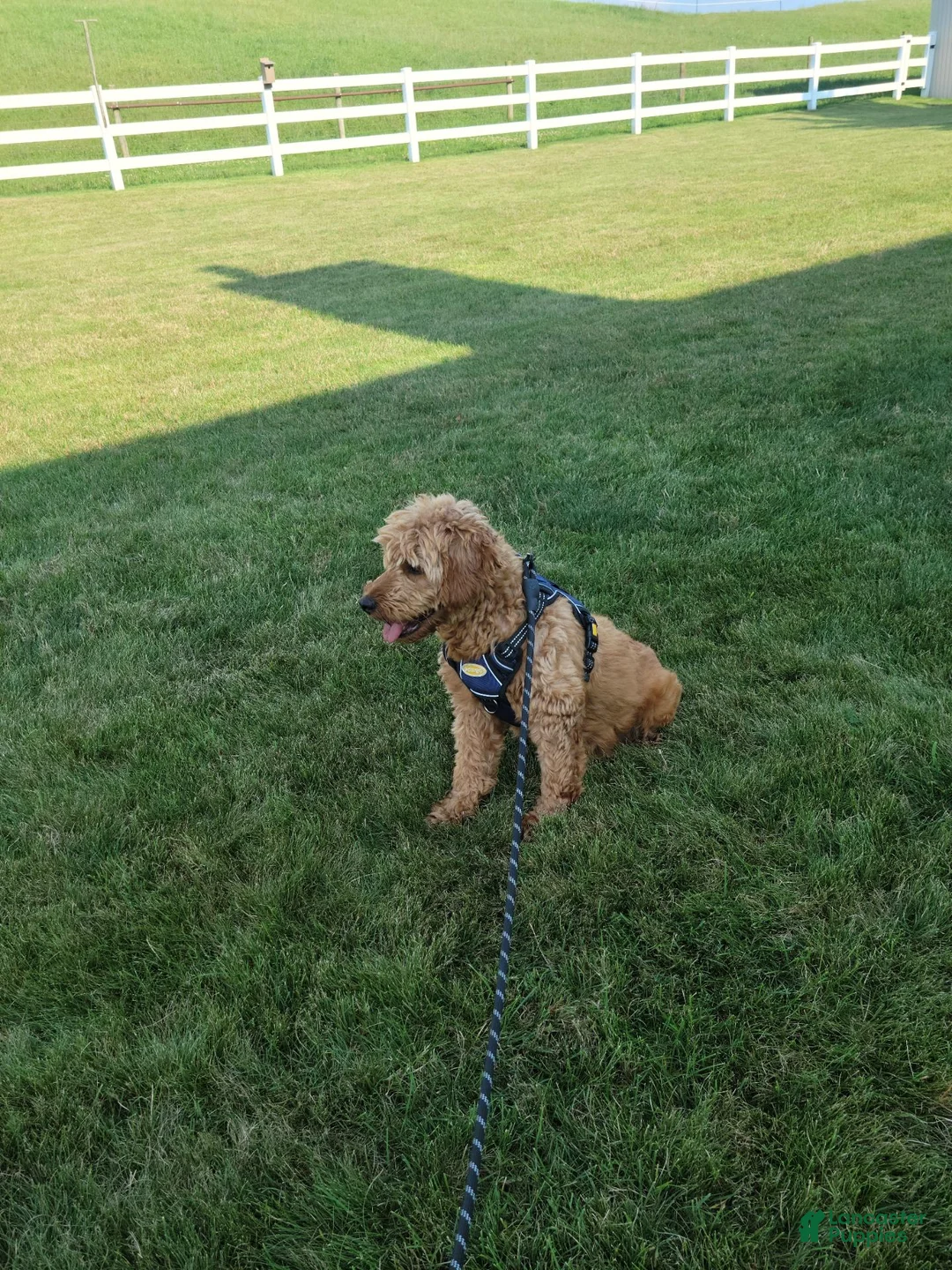 Mini Goldendoodle dogs for sale: Kara - Ad 8