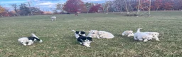 Mixed Breed dogs for sale: Jack - Ad 6