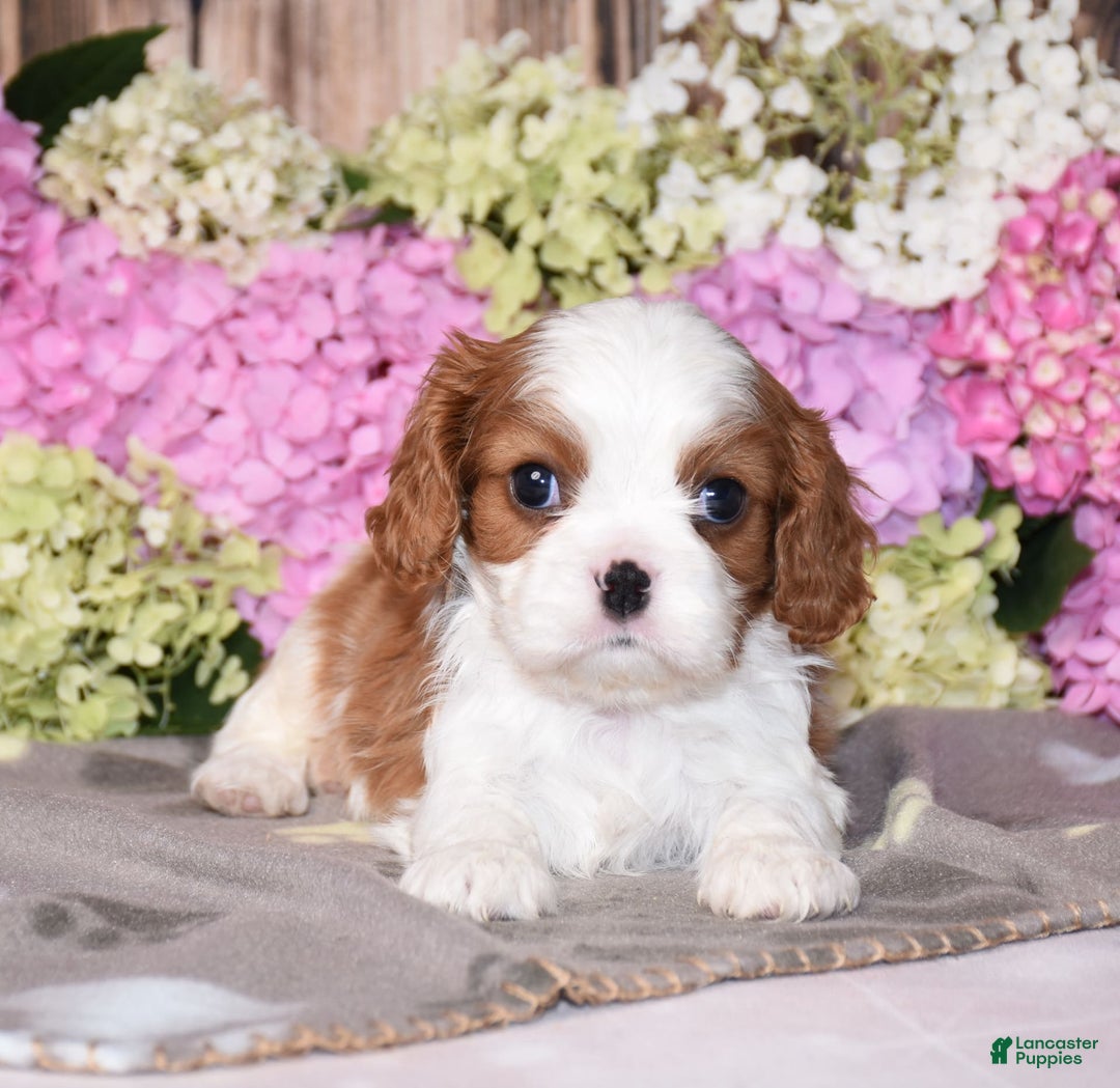Cavalier King Charles Spaniel dogs for sale: Vance - Ad 2