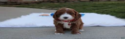 Cavapoo dogs for sale: Dante  - Ad 6