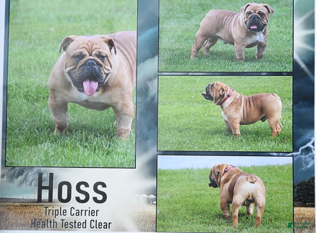 English Bulldog dogs for sale: Brutus - Ad 7