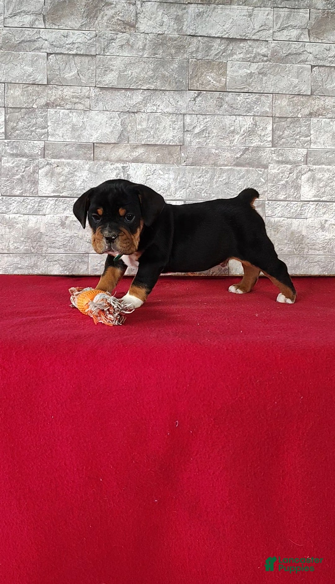 Beabull dogs Raiden - Ad 2