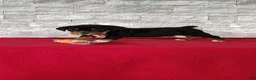 Beabull dogs for sale: Raiden - Ad 2