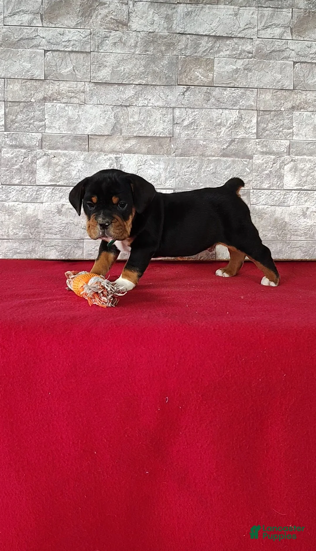 Beabull dogs for sale: Raiden - Ad 2
