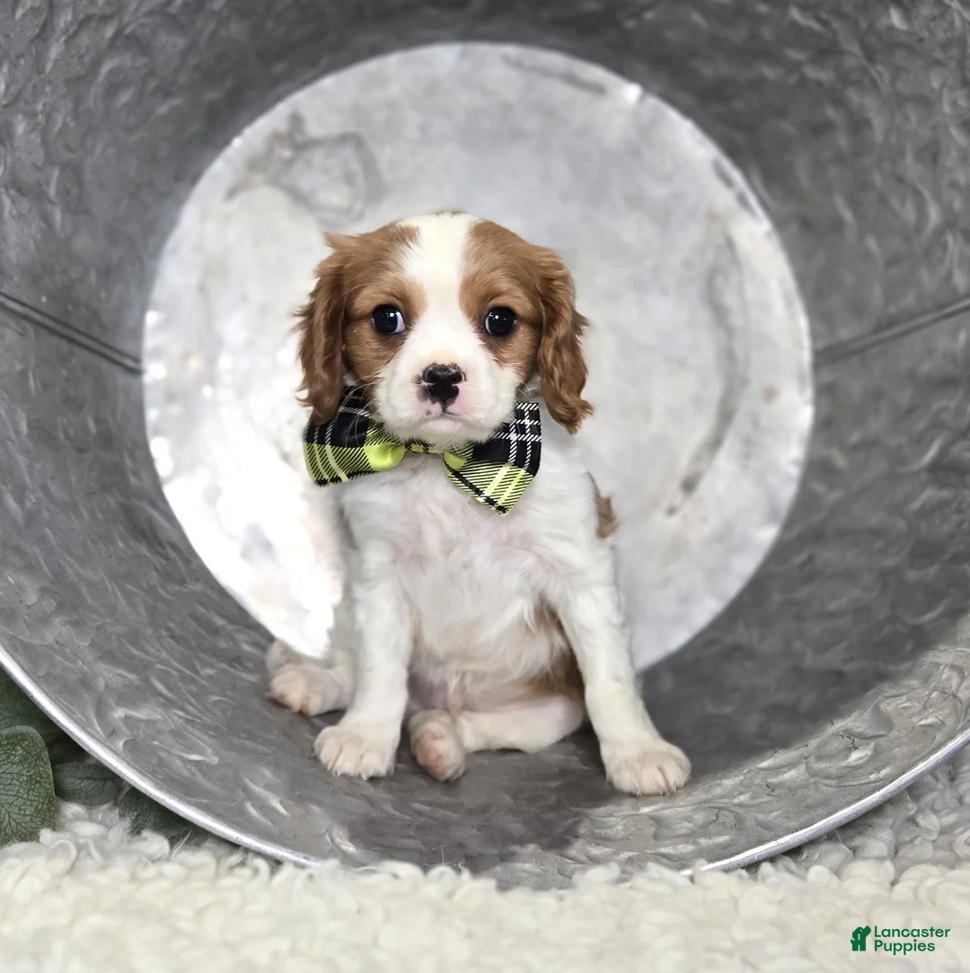 Cavalier King Charles Spaniel dogs for sale: Connor - Ad 6