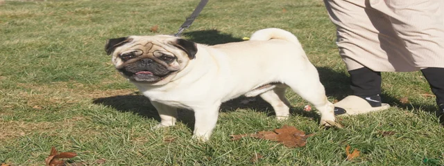 Oscar AKC