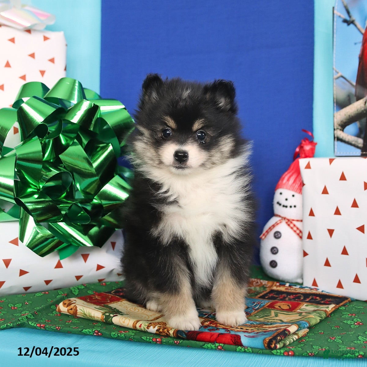 Pomeranian dogs Sweet Pea - Ad 42