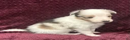 Shetland Sheepdog dogs for sale: Daisy - Ad 8