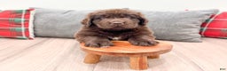 Newfoundland dogs for sale: Harper - Ad 3