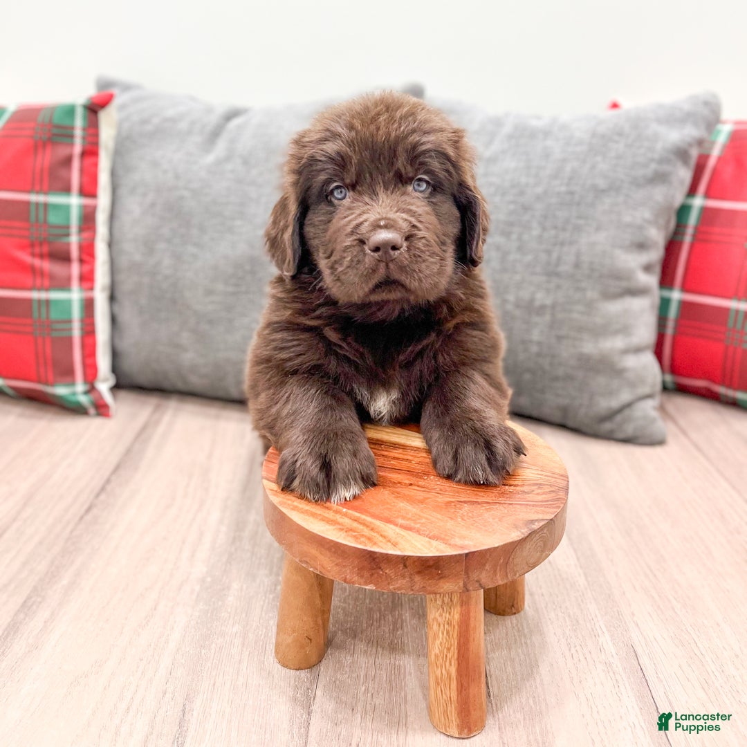 Newfoundland dogs for sale: Harper - Ad 3