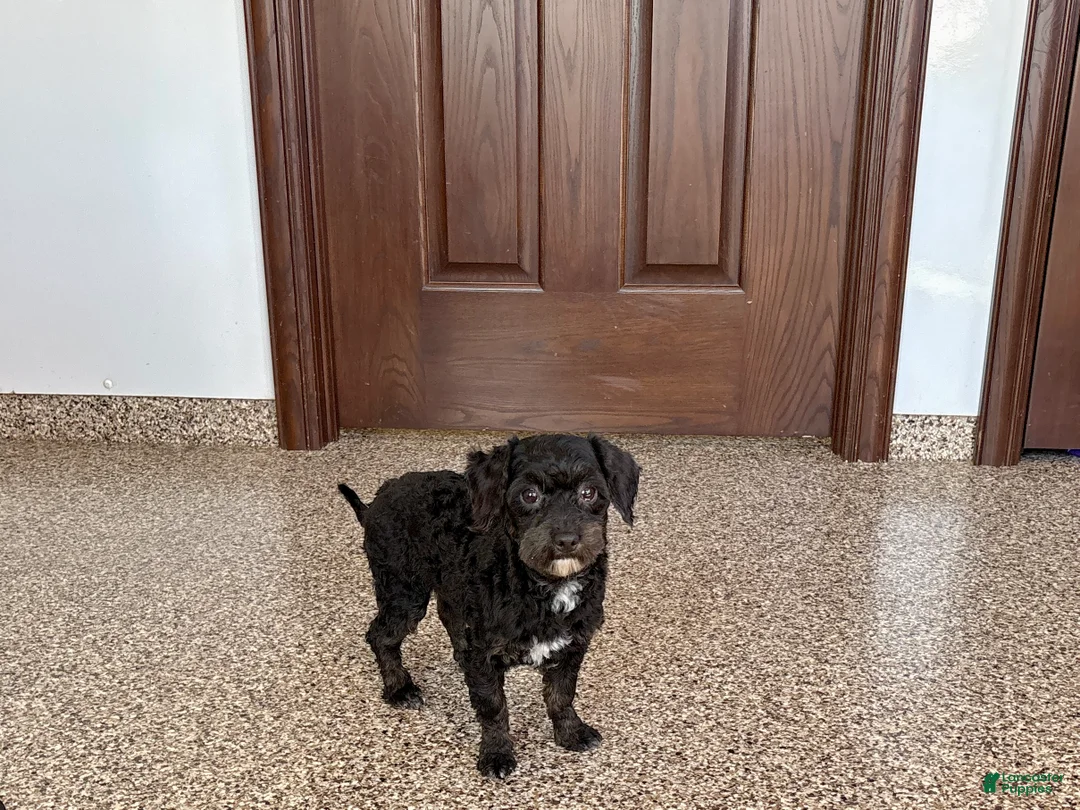 Havapoo dogs for sale: Terry - Ad 8