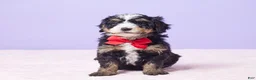 Mini Bernedoodle dogs for sale: Roscoe - Ad 1