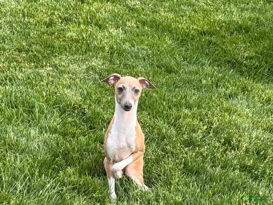 Italian Greyhound dogs for sale: Gerald - Ad 15