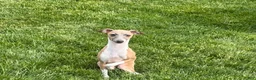 Italian Greyhound dogs for sale: Gerald - Ad 4
