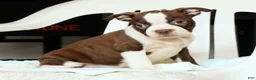 Boston Terrier dogs for sale: Ryan - Ad 7