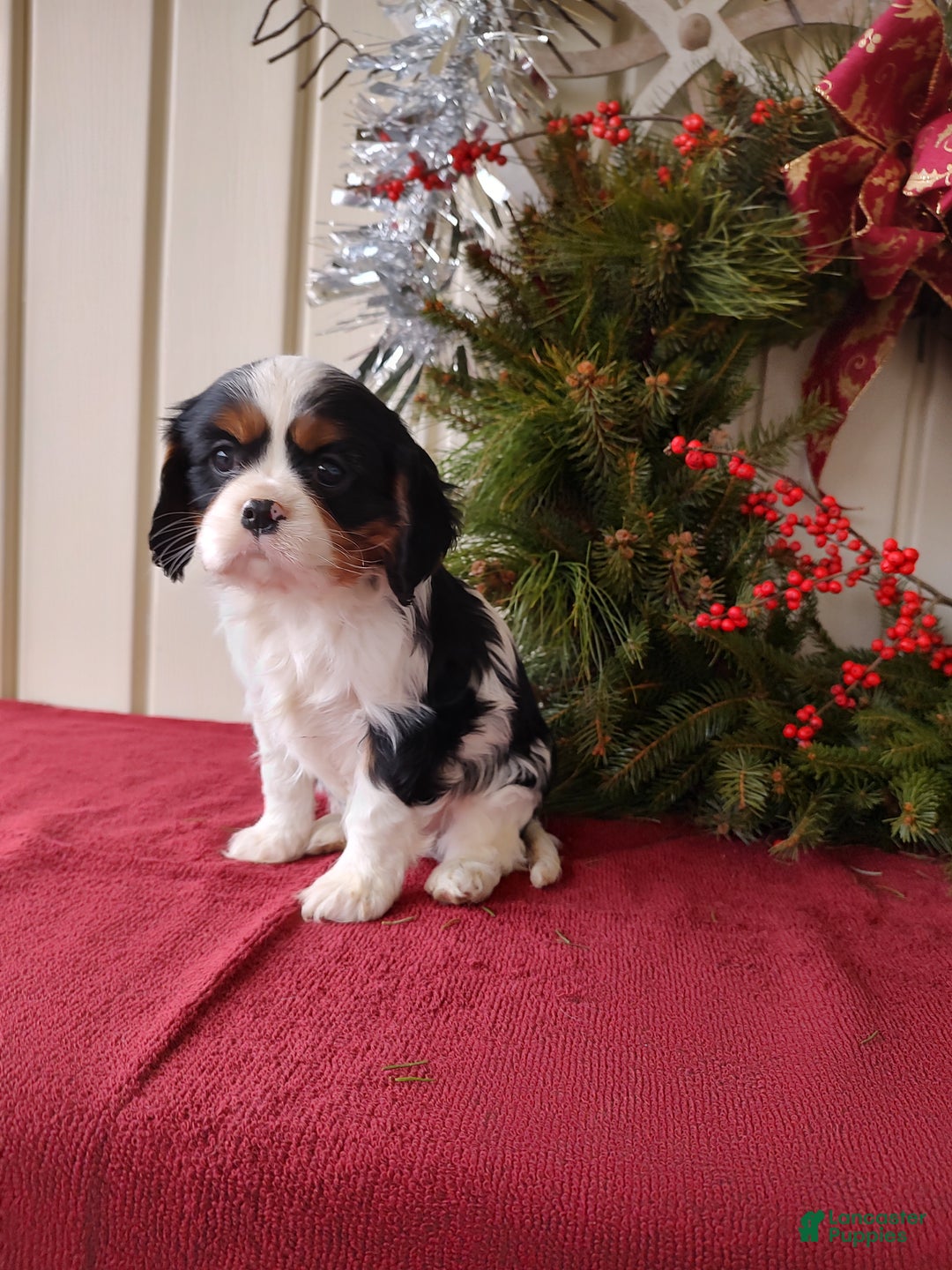 Cavalier King Charles Spaniel dogs for sale: Lance - Ad 12