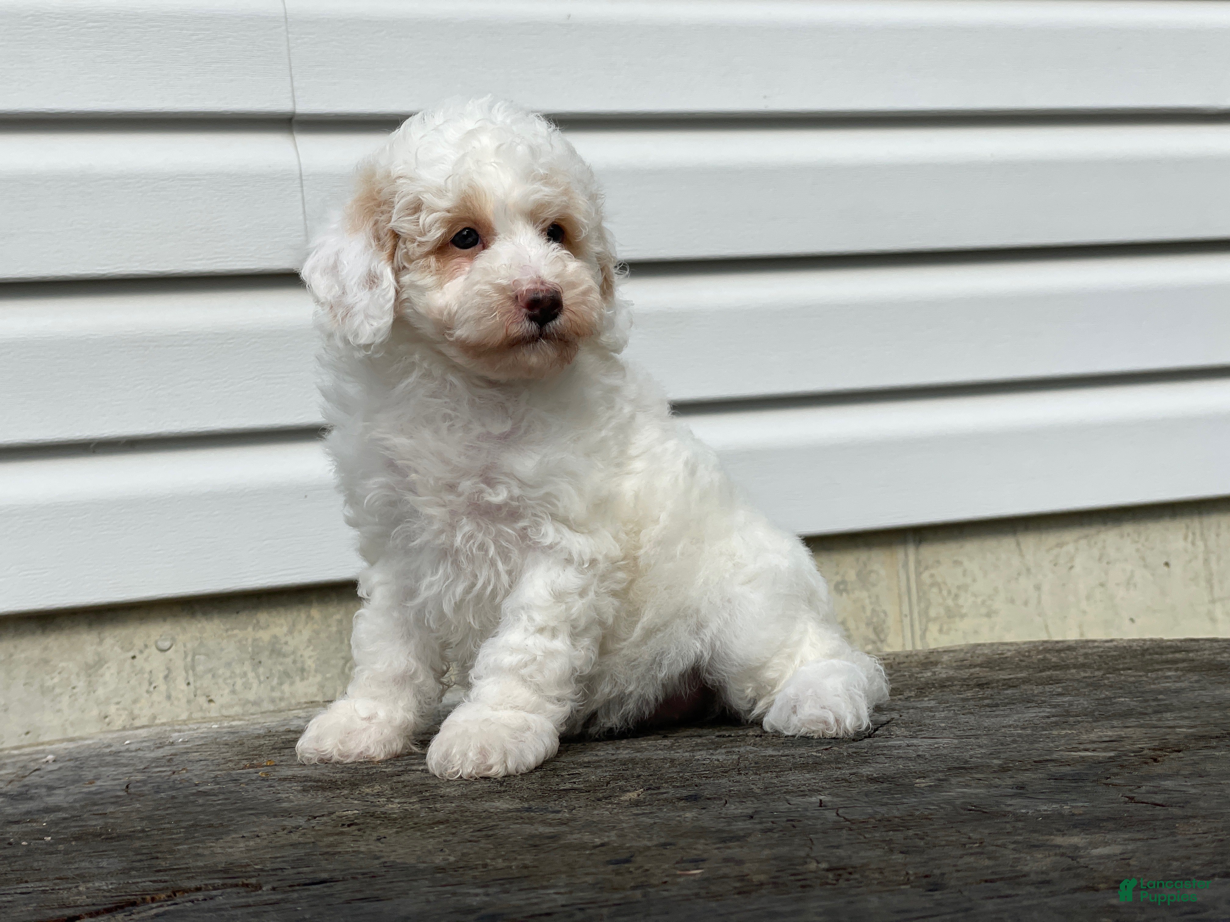 Miniature Poodle dogs Dakota Miniature Poodle  - Ad 2