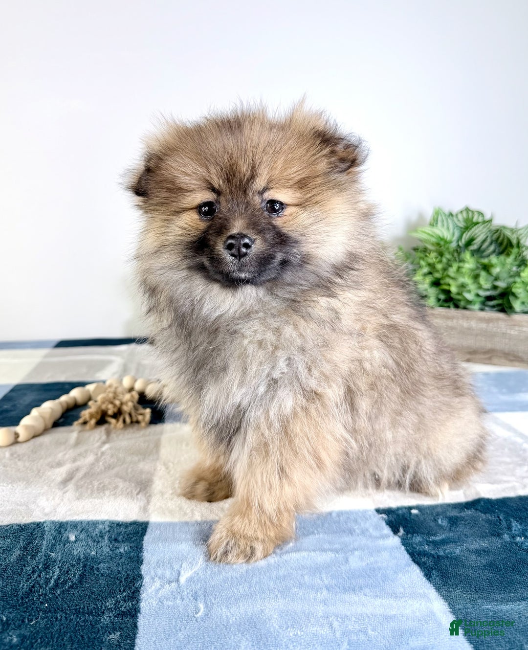 Pomeranian dogs for sale: Princeton  - Ad 5