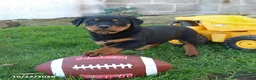 Rottweiler dogs for sale: Titan - Ad 3