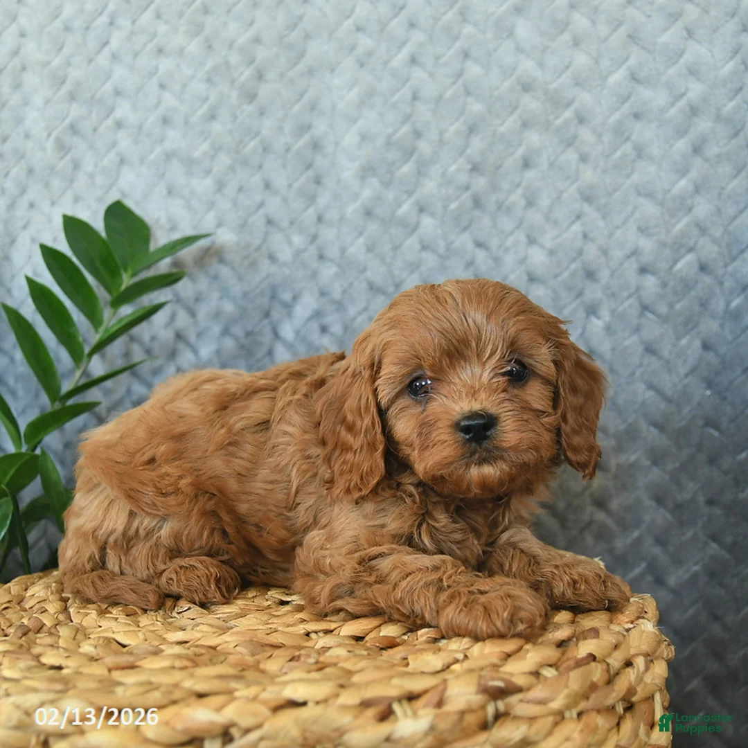 Cavapoo dogs for sale: Murphy  - Ad 3